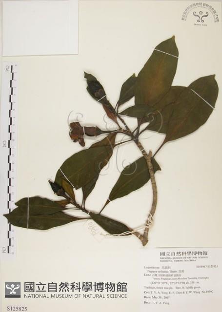 灰莉藏品圖，第1張