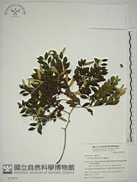 翼核木藏品圖，第1張