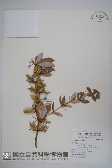 粉葉小檗藏品圖，第1張