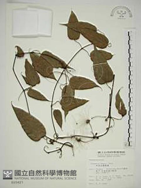 亨利氏鐵線蓮藏品圖，第1張