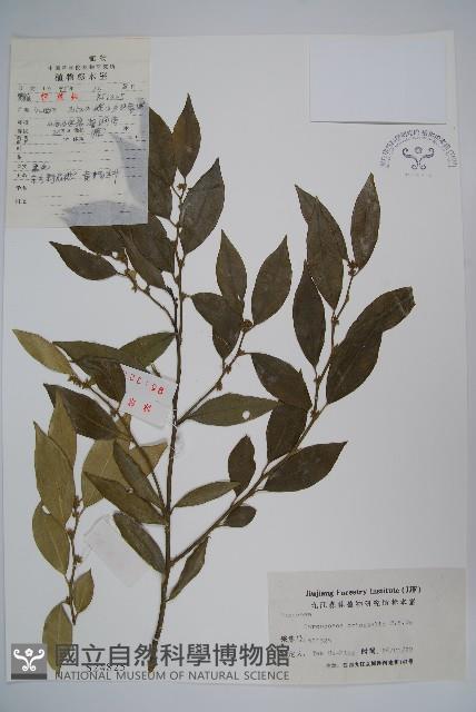 東方野扇花藏品圖，第1張