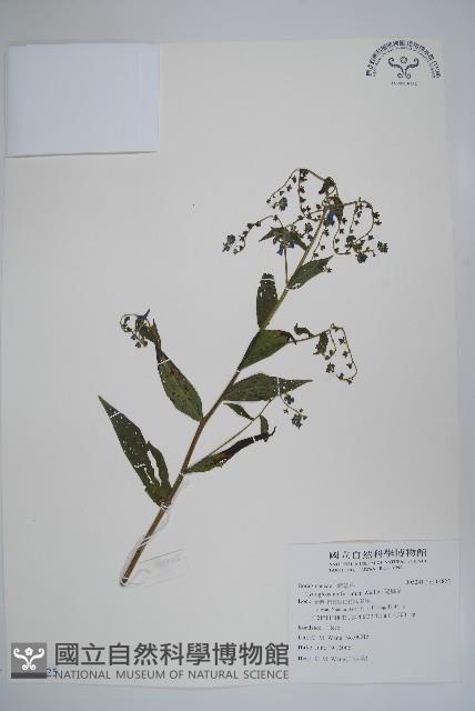 琉璃草藏品圖，第1張