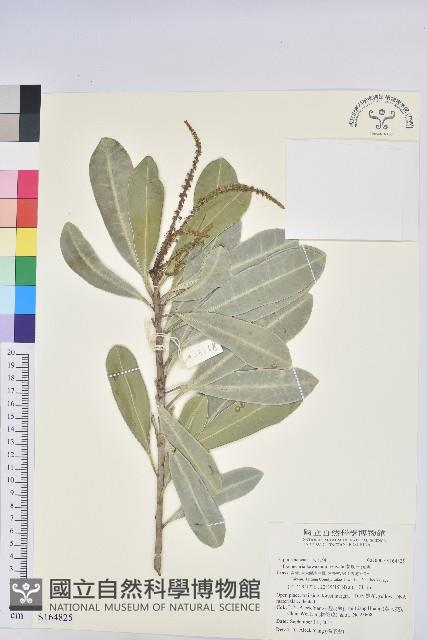 蘭嶼土沉香藏品圖，第1張