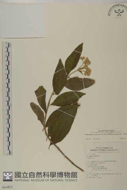 蘇利南野菊藏品圖，第1張