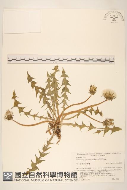 西洋蒲公英藏品圖，第1張