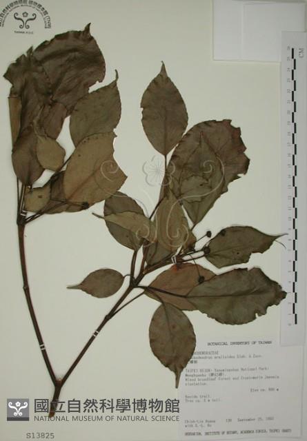 昆欄樹藏品圖，第1張