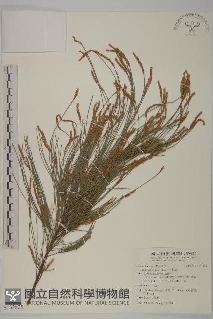 木麻黃藏品圖，第1張