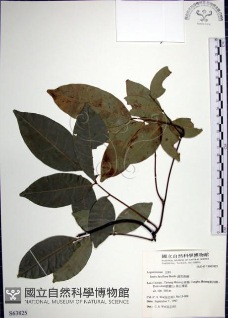 疏花魚藤藏品圖，第1張