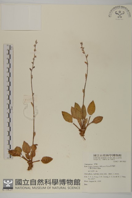 登錄號:S073825藏品圖，第1張
