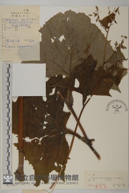 星葉兔兒傘藏品圖，第1張