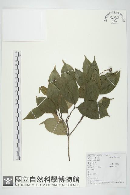 阿里山珍珠蓮藏品圖，第1張