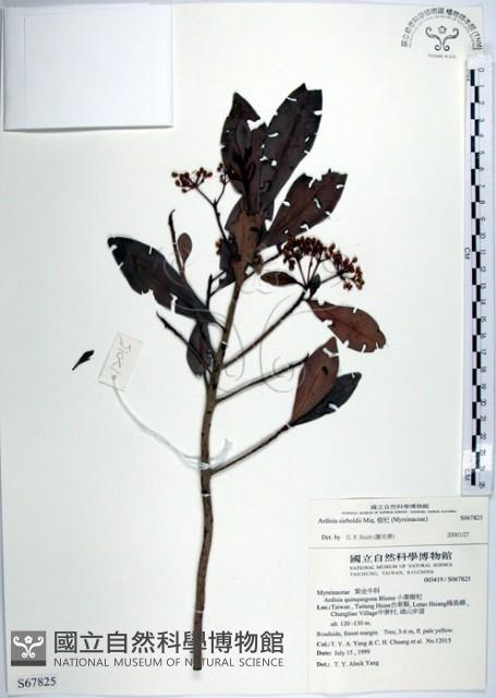 樹杞藏品圖，第1張