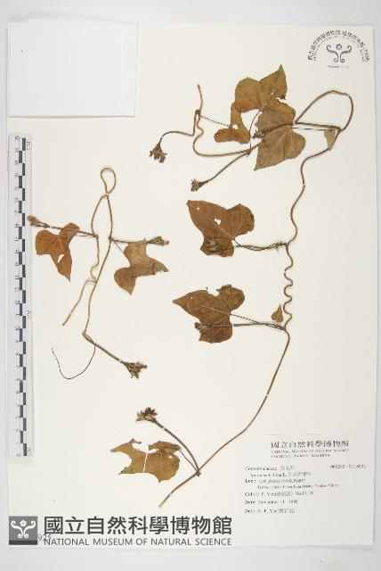 紅花野牽牛藏品圖，第1張