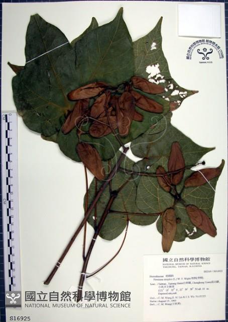 梧桐藏品圖，第1張