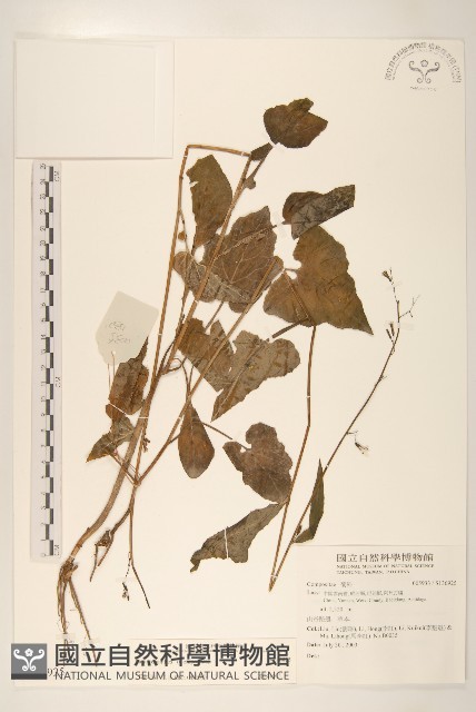 登錄號:S136925藏品圖，第1張