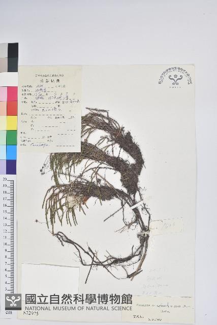 岩須藏品圖，第1張