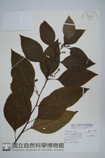 多子漿果莧藏品圖，第1張