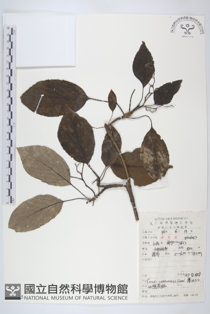 燈臺樹藏品圖，第1張