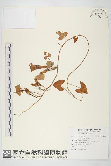 海牽牛藏品圖，第1張