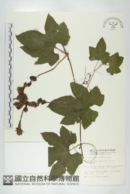 括樓藏品圖，第1張