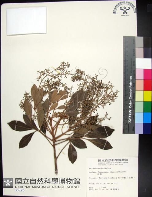 紅柴藏品圖，第1張