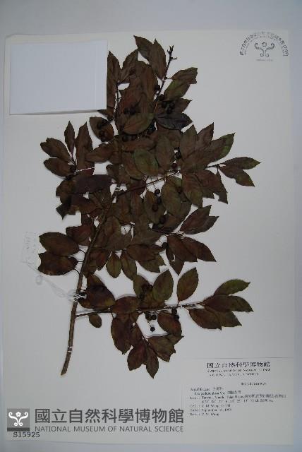 刻脈冬青藏品圖，第1張