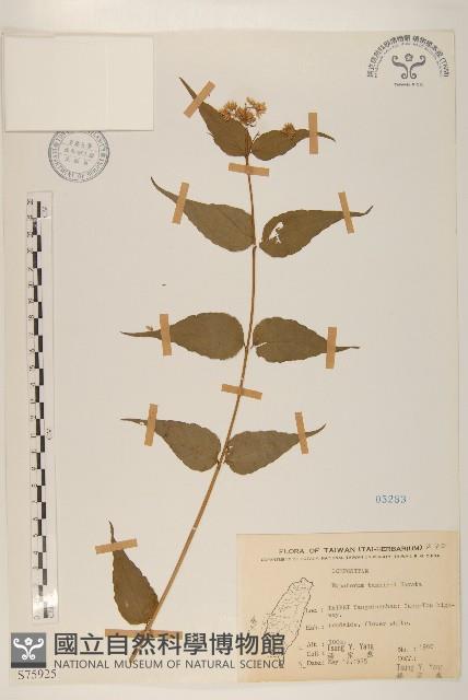 田代氏澤蘭藏品圖，第1張