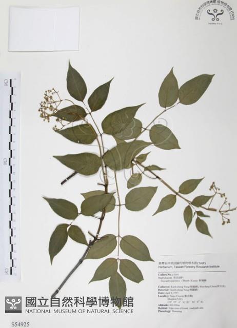 野鴉椿藏品圖，第1張