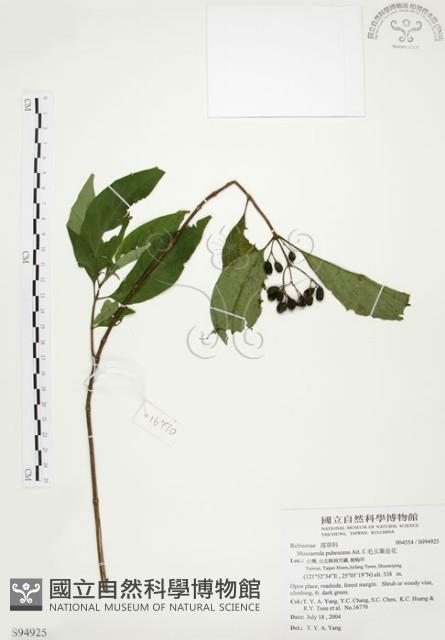 毛玉葉金花藏品圖，第1張