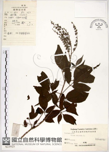 黃荊藏品圖，第1張