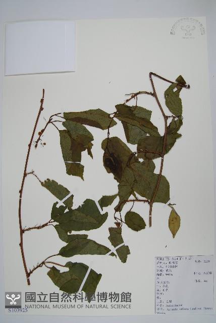 京梨獼猴桃藏品圖，第1張