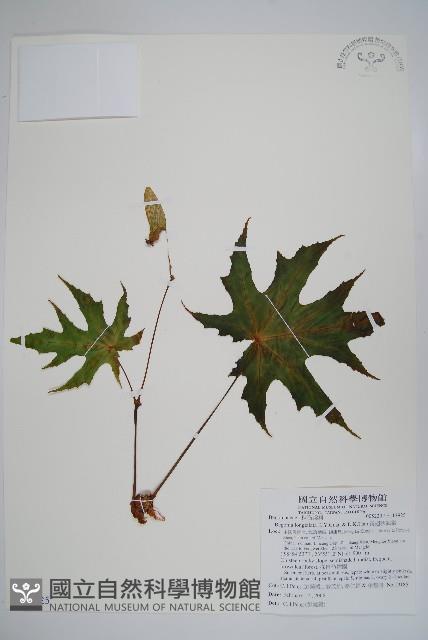 長翅秋海棠藏品圖，第1張