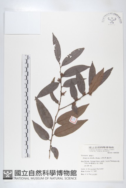 軟毛柿藏品圖，第1張