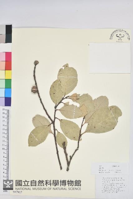 高山栲藏品圖，第1張