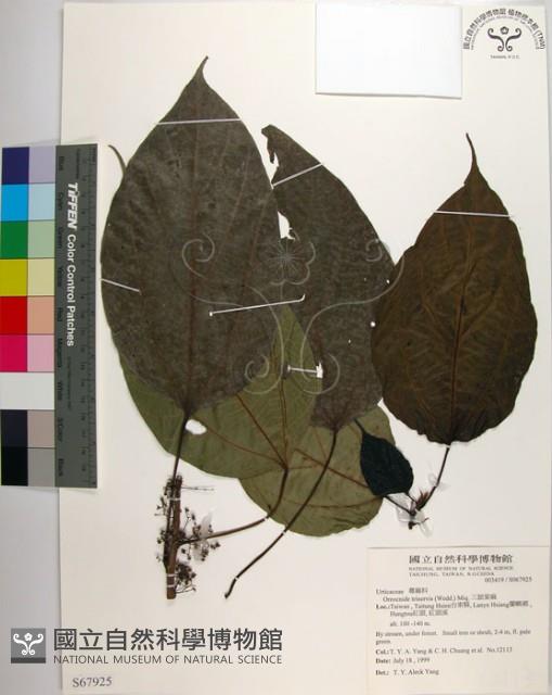 三脈紫麻藏品圖，第1張