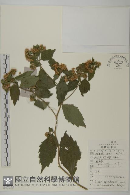 微糙三脈紫菀藏品圖，第1張