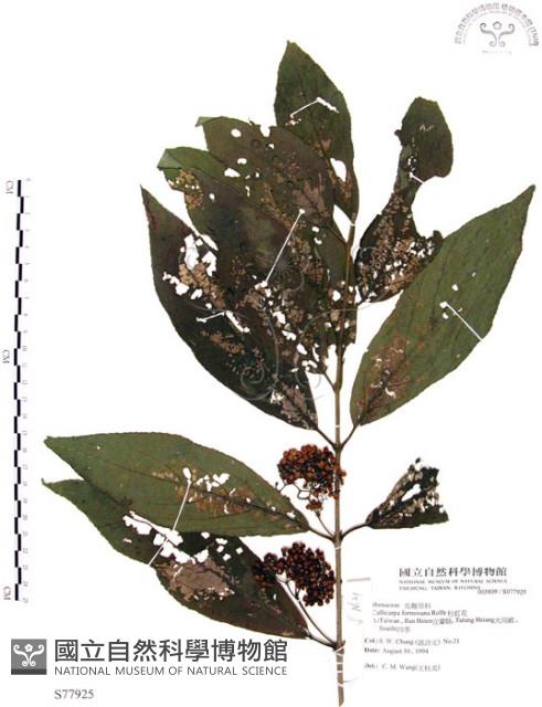 杜虹花，台灣紫珠藏品圖，第1張