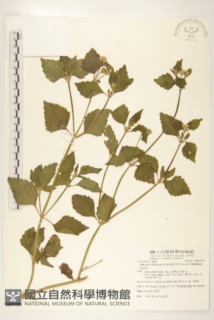 貓腥草藏品圖，第1張
