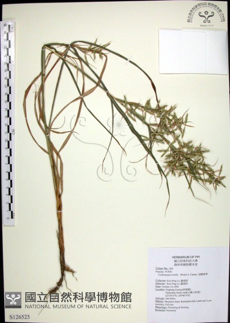 扭鞘香茅藏品圖，第1張