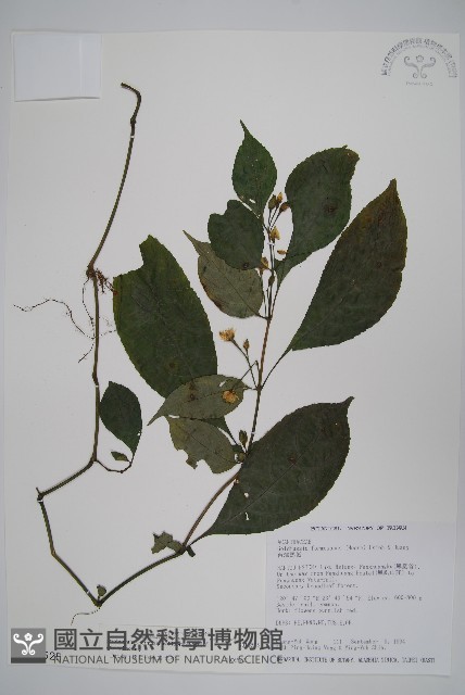 臺灣馬藍藏品圖，第1張