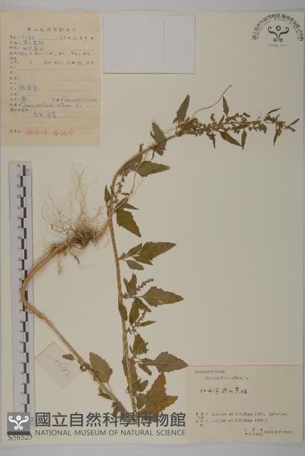 Pigweed,Lamb's quarters goosefoot Collection Image, Figure 1, Total 3 Figures