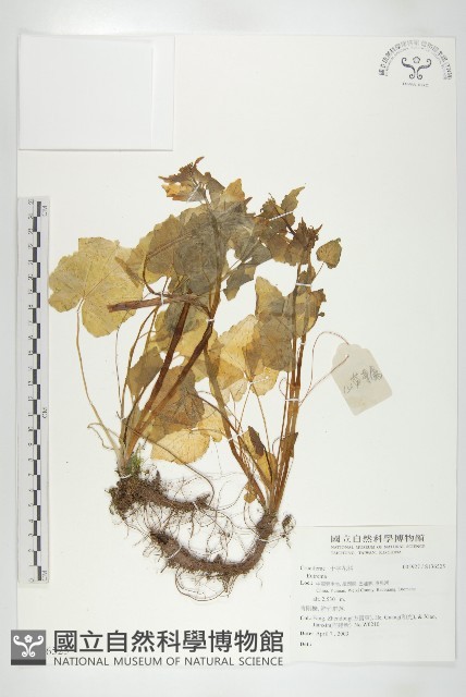 登錄號:S136525藏品圖，第1張