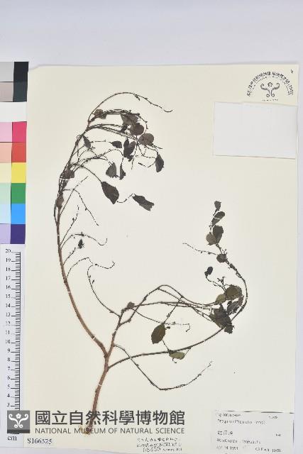 紅仔珠藏品圖，第1張