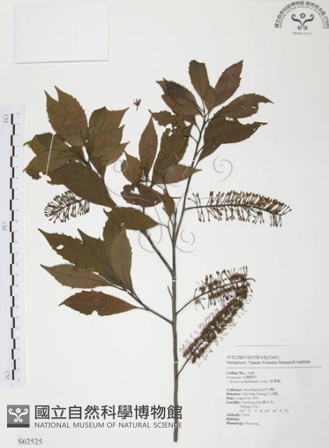 紅葉樹藏品圖，第1張