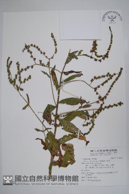 琉璃草藏品圖，第1張