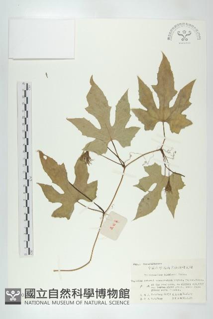 燈籠花藏品圖，第1張