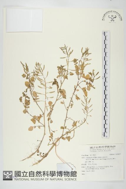 登錄號:S140525藏品圖，第1張