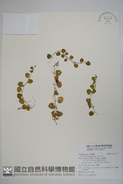 普刺特草藏品圖，第1張