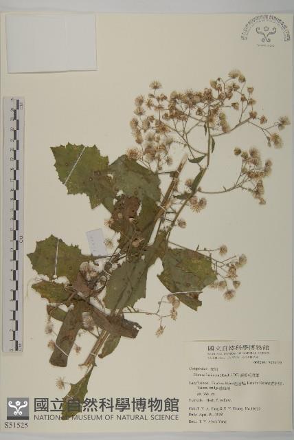 裂葉艾納香藏品圖，第1張