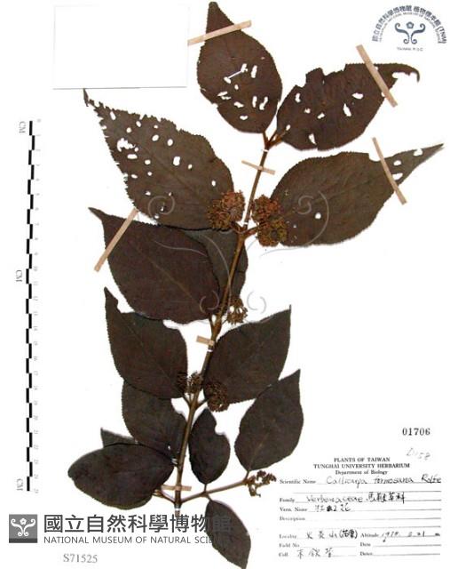 杜虹花，台灣紫珠藏品圖，第1張